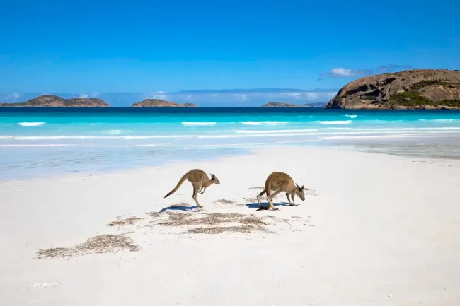 Kangaroo at the beach Australia