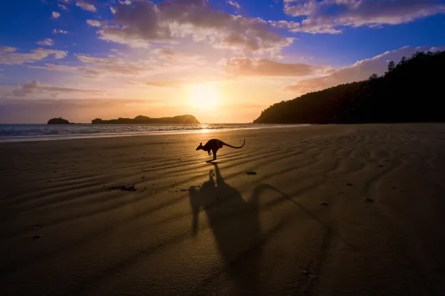 australia kangaroo in sunset