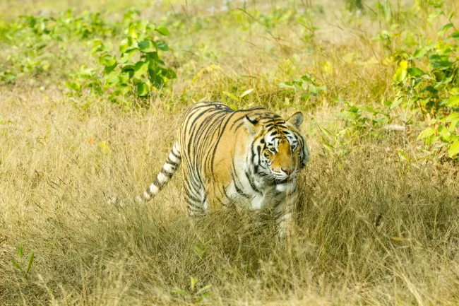 Bangladesh tiger Nature