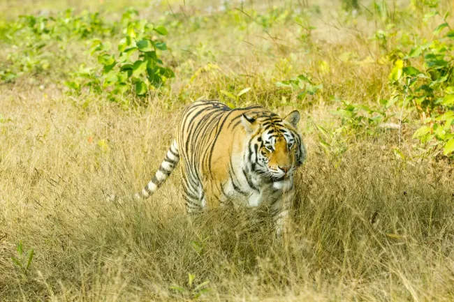 Bangladesh Tiger in Nature