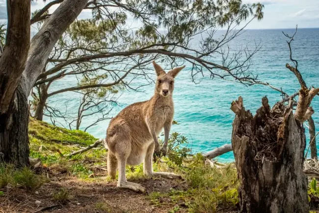 kangaroo Australia nature
