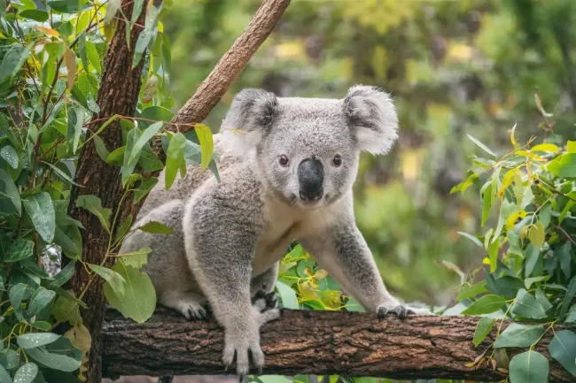 Australia Koala National Park