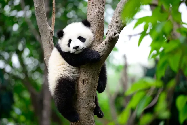 panda tree nature cute