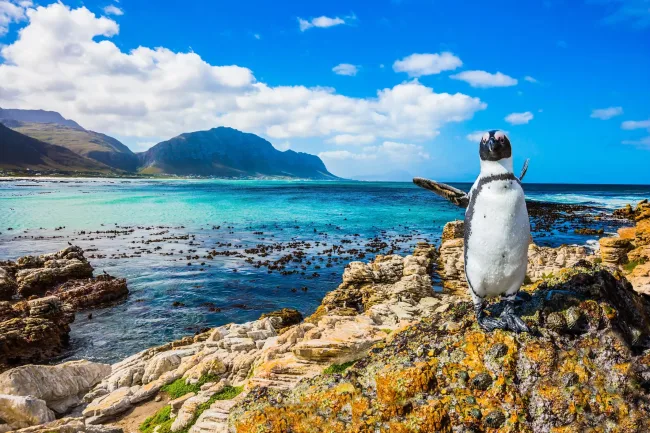 South Africa Boulders Beach Penguins