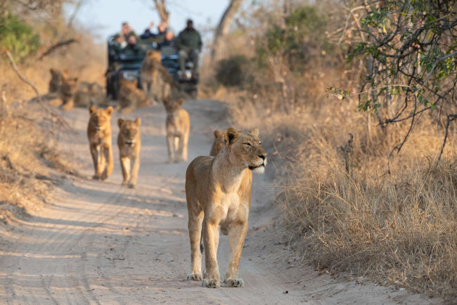 South Africa Kruger Park Lion